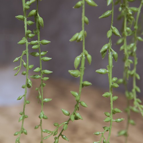 荷蘭Emerald人造植栽 情人淚 (黑色膠盆)