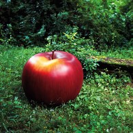 德國BULL&STEIN 消光釉彩蘋果雕塑 (直徑95公分)