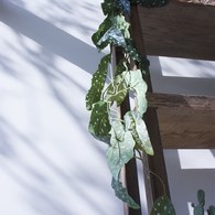 荷蘭Emerald人造植物 銀星秋海棠(120公分)