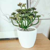 荷蘭Emerald人造植物 日本小松多肉植物 (白盆、20公分)