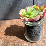 荷蘭 Emerald人造植物 玉龍觀音多肉盆栽 (玻璃罐)