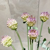 荷蘭Emerald人造花藝 洋蔥花 (紫、66公分)