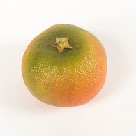 荷蘭Emerald人造植物 柑橘果實