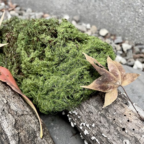 荷蘭Emerald人造植物 青苔蘚