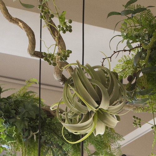 荷蘭Emerald人造植物 空氣鳳梨 (長25公分)