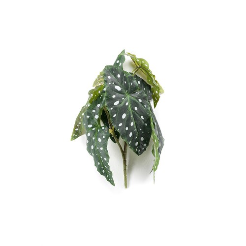 荷蘭Emerald人造植物 銀星秋海棠(30公分)