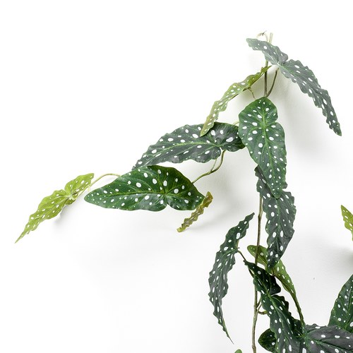 荷蘭Emerald人造植物 銀星秋海棠(120公分)