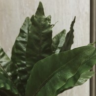 荷蘭Emerald人造植物 鐵角蕨綠葉片