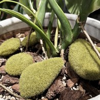 荷蘭Emerald人造植物 綠青苔蘚石