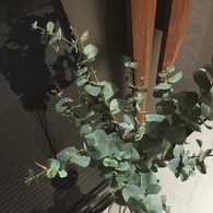 荷蘭Emerald人造植物 尤加利葉 (長115公分)