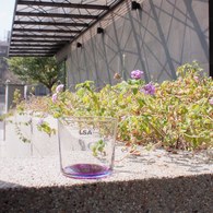 英國LSA 清新底彩玻璃杯4入組 (莓紫色系)